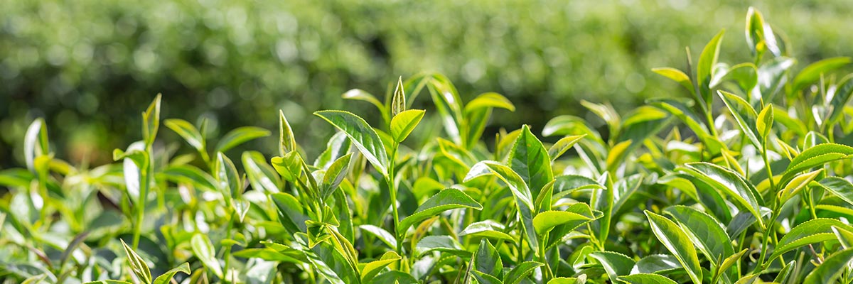 5-benefits-of-using-tea-tree-essential-oil