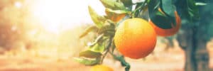 Reasons to add Sweet Orange essential oil to your life