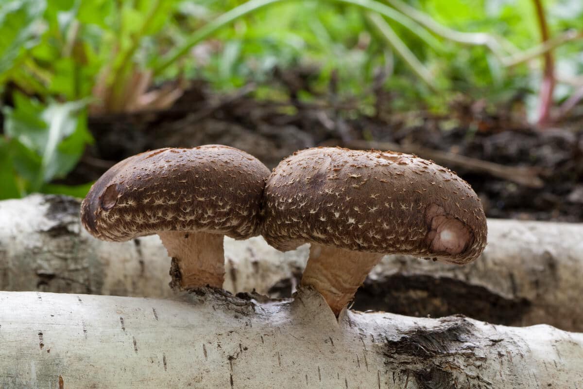 Shiitake mushrooms on a branch