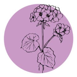 geranium